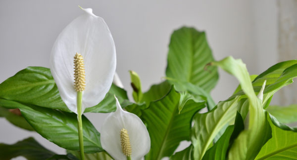 Conversatorio - ¿Qué Plantas Purifican Mis Espacios?