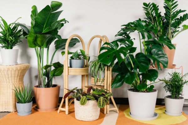 Taller - Decoración con Plantas