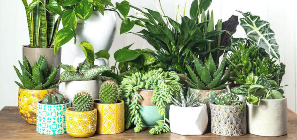Conversatorio - ¿Qué Plantas Son Para Mi?