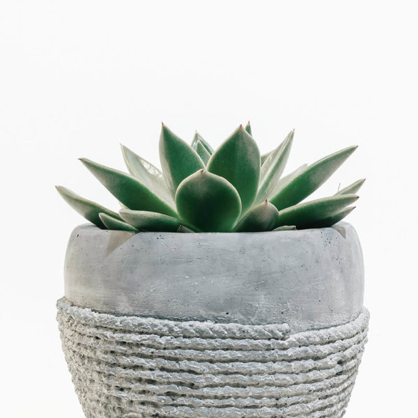 Product – 11 - Image 4
