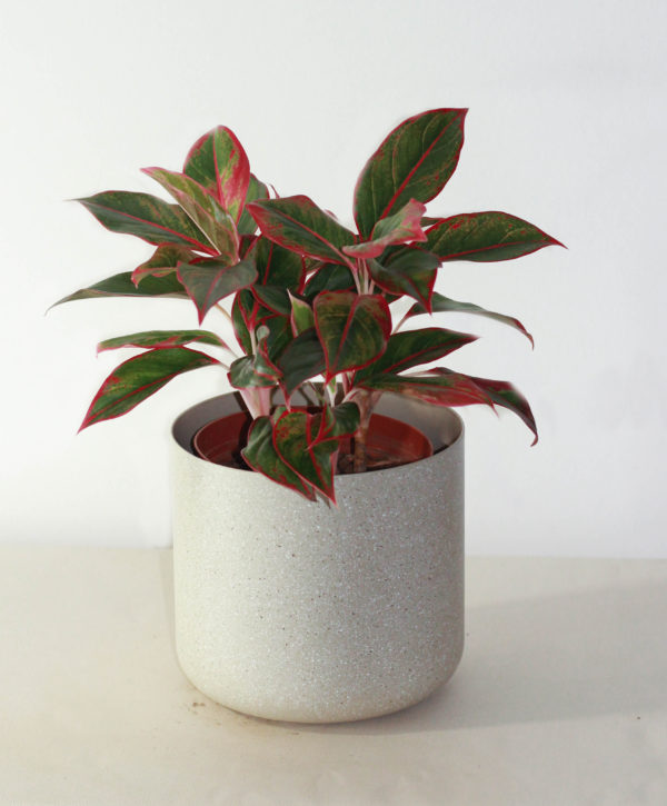 Aglaonema Creta