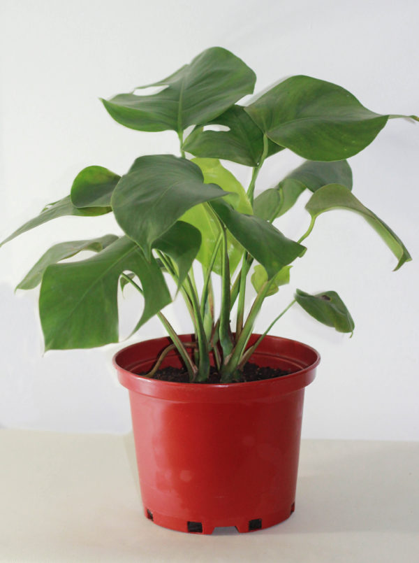 Philodendron Monstera Deliciosa