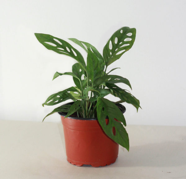 Philodendron Adansonii