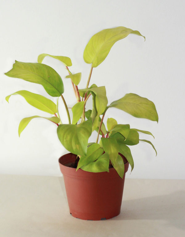 Philodendron Lemon Lime