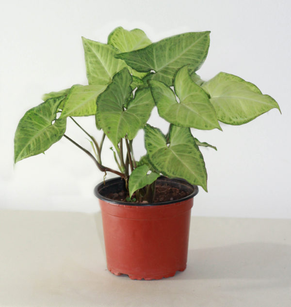 Syngonium Podophyllum White Butterfly