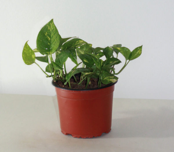 Golden Pothos