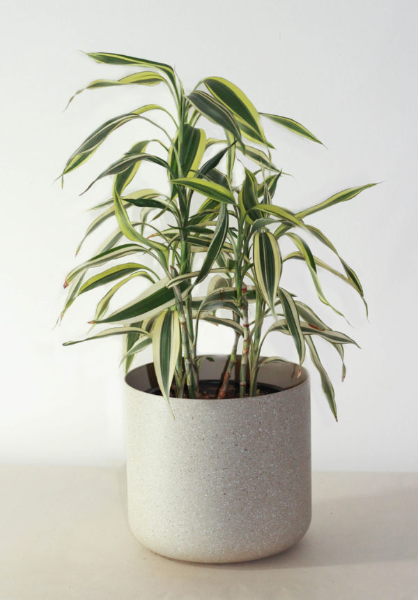 Dracaena Sanderiana Amarilla