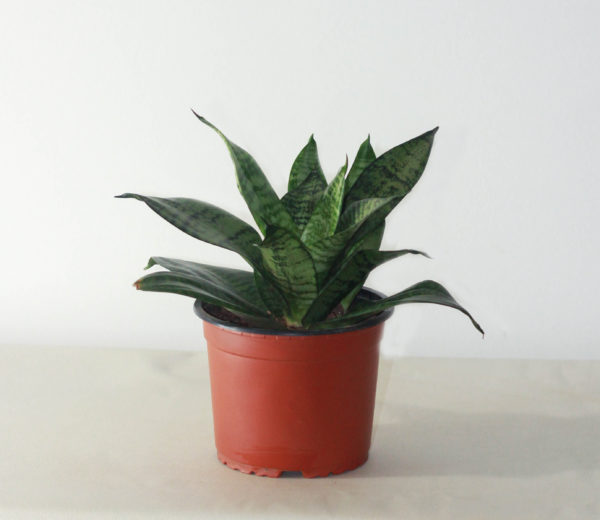 Sansevieria Hahnii